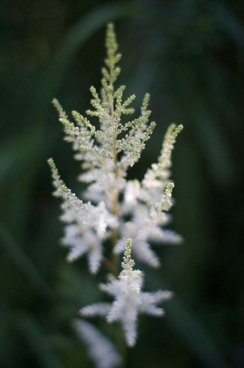 Flower - LightMeter